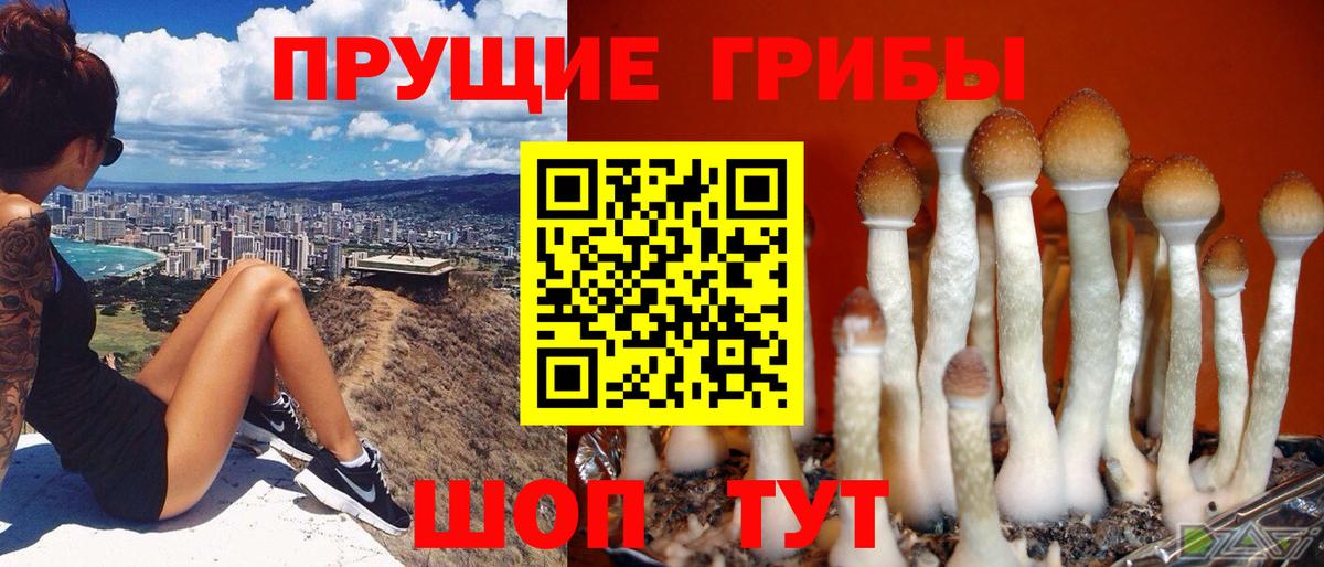 Лениногорск  Галлюциногенные грибы прущие грибы  Вход с VPN 